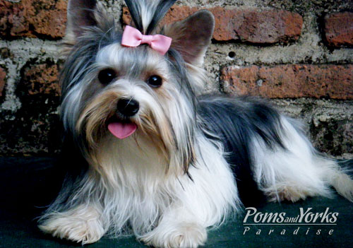 Perros Yorkshire Biewer Terrier