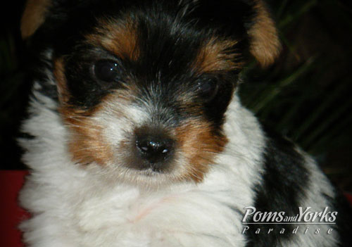 Cachorros de Yorkshire Biewer Terrier